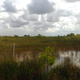 A freshwater sawgrass marsh in Everglades National Park.